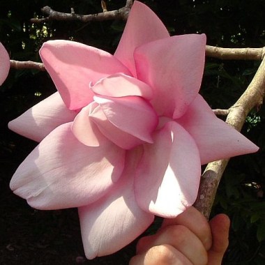 magnolia philip tregunna
